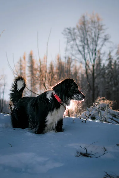 Vertical Shot Adorable Border Collie Forest Covered Snow Sunlight — Stock Photo, Image