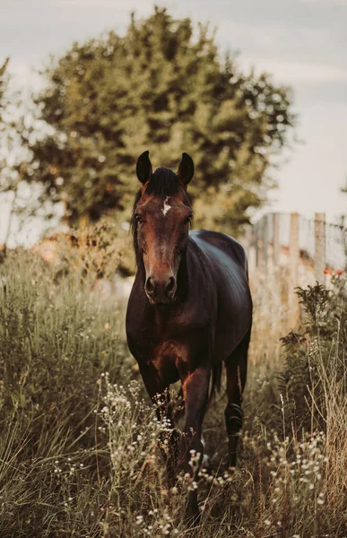 Tiro Vertical Cavalo Marrom Campo Perto Uma Cerca — Fotografia de Stock