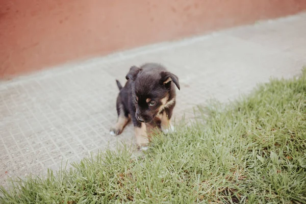 High Angle Shot Little Puppy Dog Playing Yard Grass — Stock Photo, Image