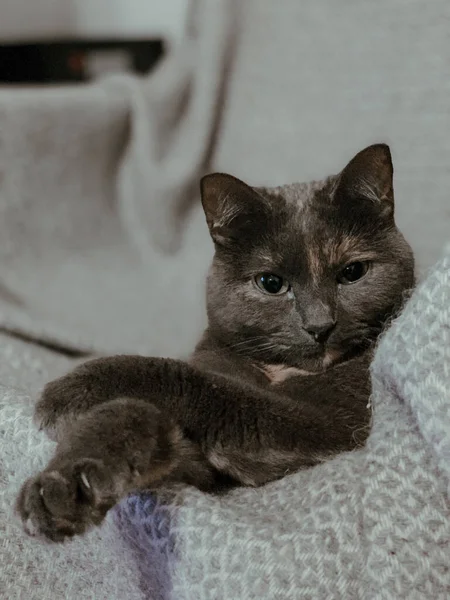 Retrato Vertical Primer Plano Lindo Gato Doméstico Esponjoso Acostado Una — Foto de Stock