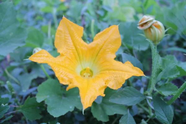 Μια Επιλεκτική Εστίαση Closeup Του Κίτρινου Λουλούδι Κολοκύθας — Φωτογραφία Αρχείου