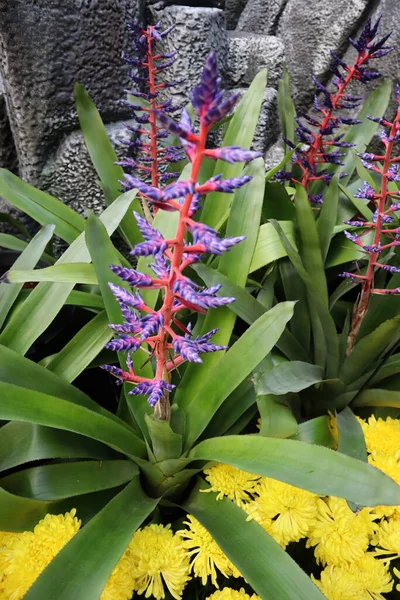 Close Belas Flores Multicoloridas Emergindo Uma Planta Tropical — Fotografia de Stock