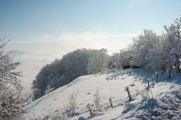 冬日里山上白雪覆盖的树木的宁静景象 — 图库照片