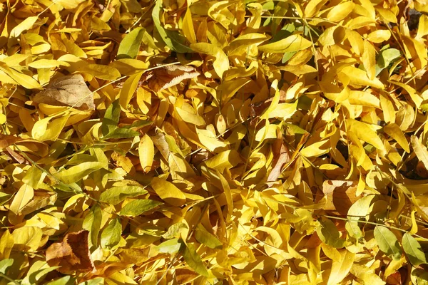 Ein Hochwinkel Schuss Gelber Blätter Fällt Auf Den Boden — Stockfoto