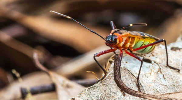 ユニークな外観のカブトムシのクローズアップマクロフォーカスショット — ストック写真