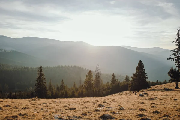 Schöne Aussicht Auf Hohe Kiefern Wald Bei Warmem Sonnenlicht — Stockfoto