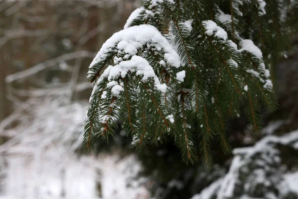 Ein Flacher Schwerpunkt Aus Schneebedeckten Fichtenzweigen — Stockfoto