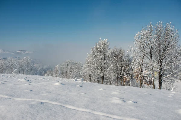 Fridfull Utsikt Över Snötäckta Träd Nära Ett Berg Vintern — Stockfoto