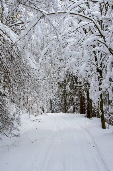 Plan Vertical Sentier Milieu Forêt Hiver — Photo