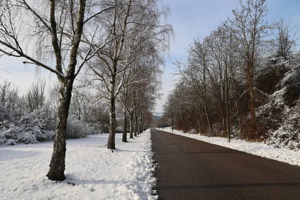 Una Avenida Abedul Cubierta Nieve Sobre Fondo Del Cielo Azul — Foto de Stock