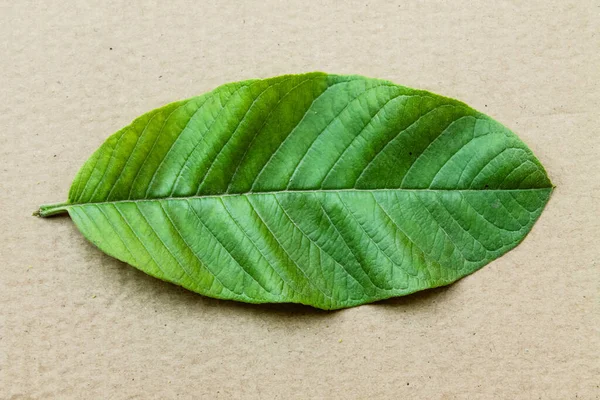 Una Vista Superior Una Hoja Verde Vibrante Cartón —  Fotos de Stock