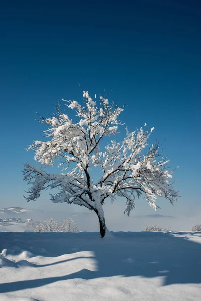 Мирный Вид Заснеженное Дерево Рядом Горой Зимой — стоковое фото