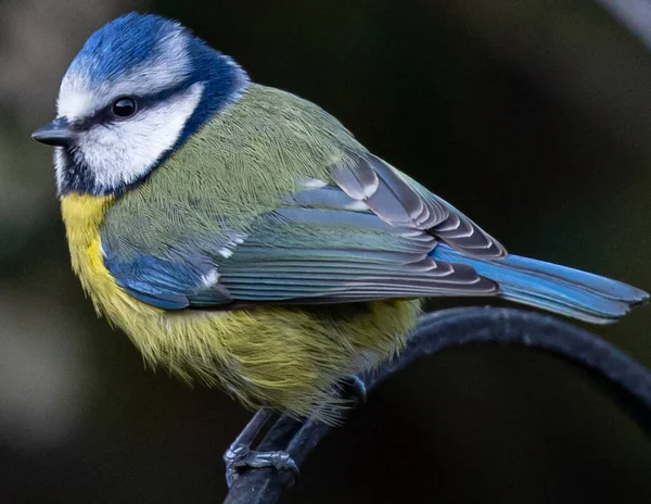 Selective Focus Shot Common Blue Tit Perched Metal Wire — Stock fotografie