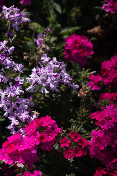 Vertical Shot Beautiful Alyssum — Stock Photo, Image