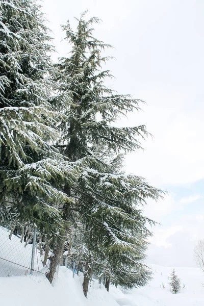 巴基斯坦Malam Jabba和Kalam Swat冬季风景的美丽照片 — 图库照片