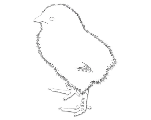 Isolated Black Outline Chick White Background — Stock Photo, Image