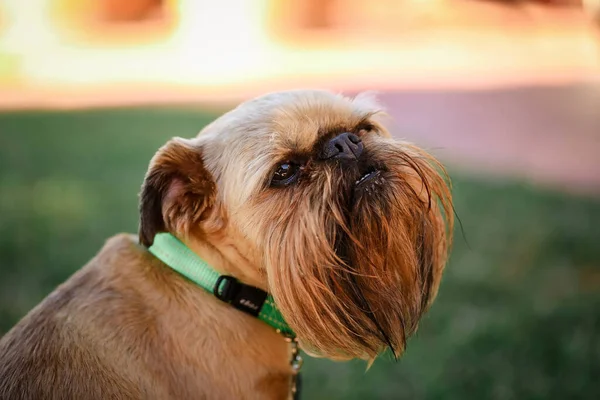 Zbliżenie Ujęcie Ślicznego Brązowego Psa Siedzącego Ogrodzie — Zdjęcie stockowe