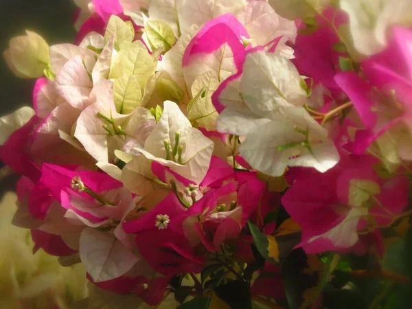 Знімок Хаірі Буґенвіллея Білими Рожевими Сушеними Пелюстками — стокове фото