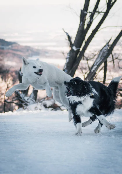 一只白色的牧羊犬和一只黑色的边境牧羊犬在被雪覆盖的森林里嬉戏时的垂直镜头 — 图库照片