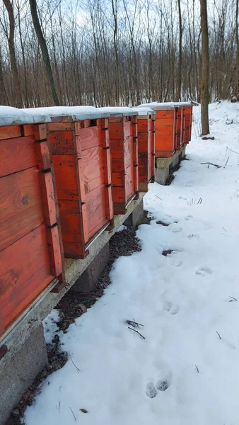 Eine Vertikale Aufnahme Roter Holzbienenstöcke Auf Einem Feld Das Mit — Stockfoto