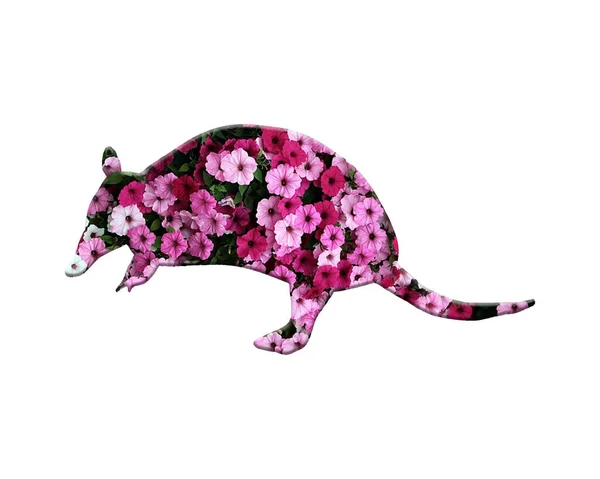 Egy Elszigetelt Patkány Áll Rózsaszín Petúnia Virágok Fehér Alapon — Stock Fotó