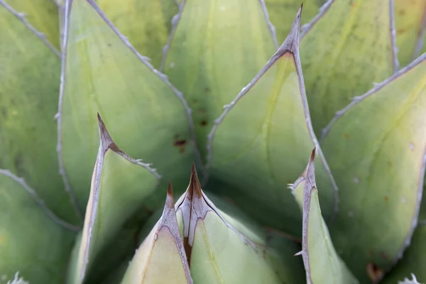 Une Mise Point Sélective Des Feuilles Agave — Photo