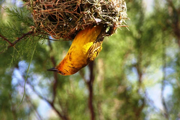 Eine Nahaufnahme Eines Vogels Der Kopfüber Aus Seinem Nest Hängt — Stockfoto