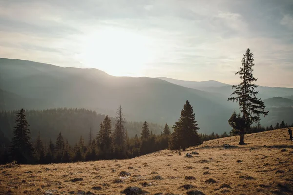 Una Hermosa Vista Los Pinos Altos Bosque Luz Del Sol —  Fotos de Stock