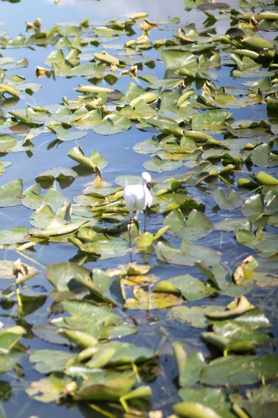 Plan Vertical Oiseau Feuilles Automne Vertes Dans Eau Lac Étang — Photo