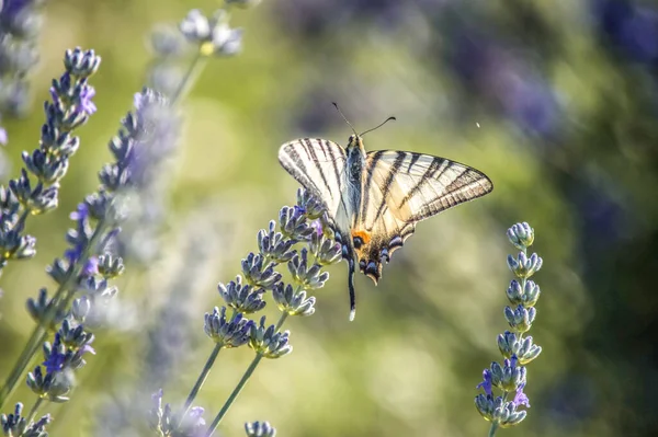 Крупним Планом Красивий Метелик Квітучу Квітку Лаванди Полі — стокове фото