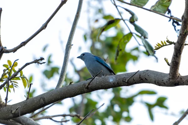 Синяя Танагровая Птица Дереве Среднеразмерная Южноамериканская Певчая Птица — стоковое фото