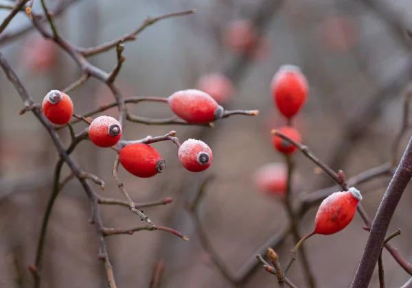 Une Mise Point Sélective Églantier Rouge — Photo