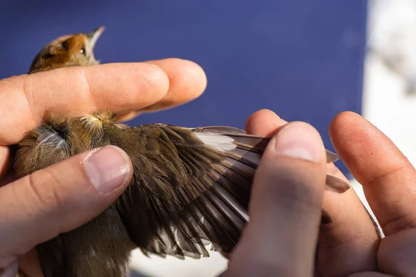 작업을 나이를 알아보기 유라시아검은 날개를 과학자 — 스톡 사진