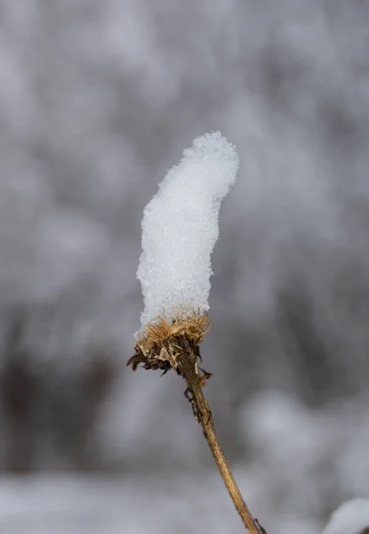 Eine Vertikale Selektive Fokusaufnahme Einer Getrockneten Blume Mit Schneehut — Stockfoto