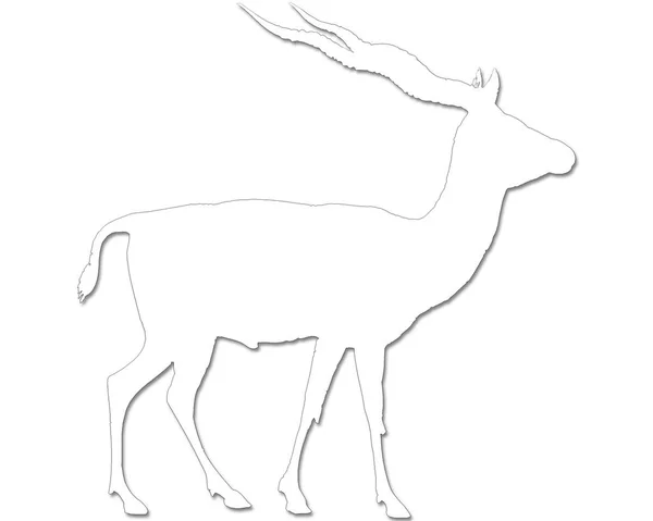 一种白色背景的孤立的羚羊的黑色轮廓 — 图库照片
