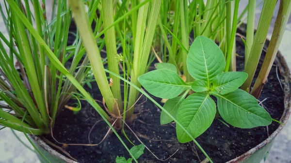 植木鉢に緑の葉が生えている植物 — ストック写真