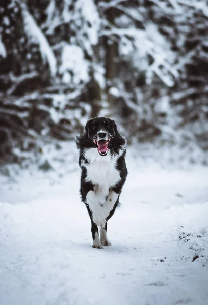 Tiro Vertical Collie Borda Preta Alegre Que Corre Uma Floresta — Fotografia de Stock