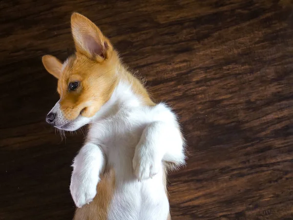 Cachorro Galés Corgi Acostado Sobre Fondo Madera — Foto de Stock