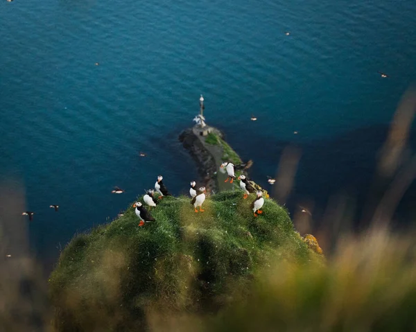 Μια Κορυφαία Θέα Των Θαλασσινών Ένα Γκρεμό Δίπλα Στη Θάλασσα — Φωτογραφία Αρχείου