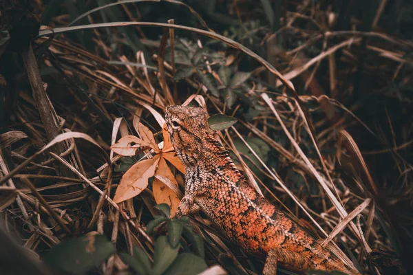 High Angle Shot Lizard Leaves Greenery — Stock Photo, Image