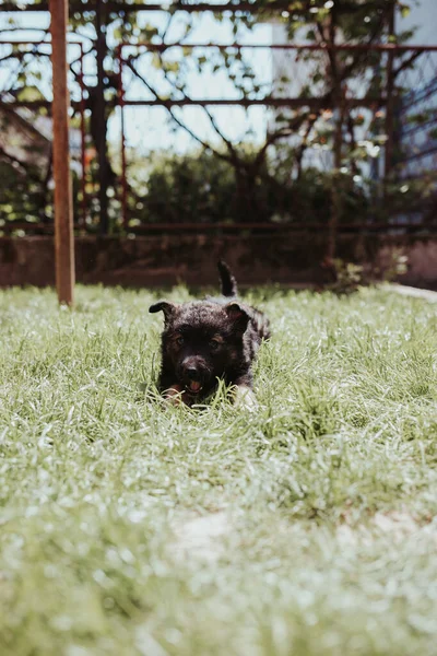 Plan Vertical Petit Chiot Allongé Sur Herbe Dans Cour — Photo