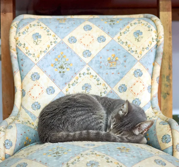 Смішний Сірий Смугастий Кіт Лежить Затишному Кріслі Спить — стокове фото