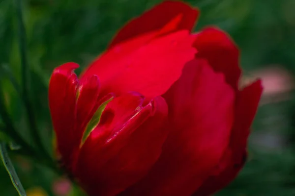 Tiro Close Uma Papoula Vermelha Fechada Jardim Com Belas Pétalas — Fotografia de Stock