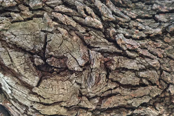 一张特写照片 拍的是浓密的树皮 中间有一个结 在左边 很适合背景 — 图库照片