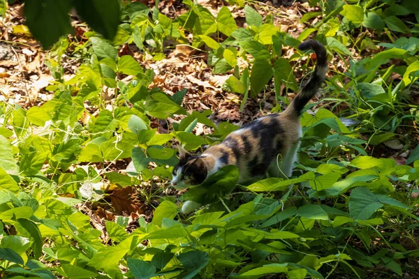 庭で猫のクローズアップショット — ストック写真