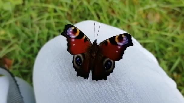 Papillon Sur Une Fleur Dans Parc — Video