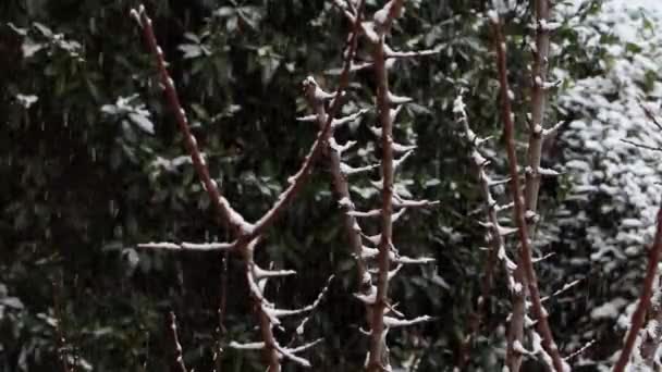 Eine Nahaufnahme Nackter Äste Einem Wald Während Des Schneefalls Aufgenommen — Stockvideo