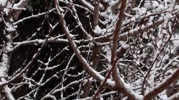 Зимний Лес Заснеженные Деревья Природный Фон — стоковое видео