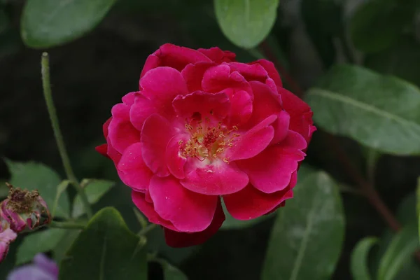 Gros Plan Sélectif Rose Rose Dans Jardin — Photo