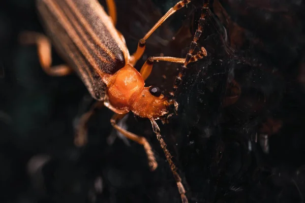 Sorprendente Macroplano Gran Escarabajo Con Largas Antenas Hábitat Natural — Foto de Stock